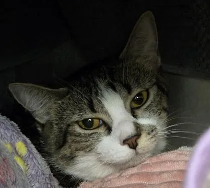 An adult small-sized female Domestic Short Hair cat named Liberty for adoption in Munster, IN