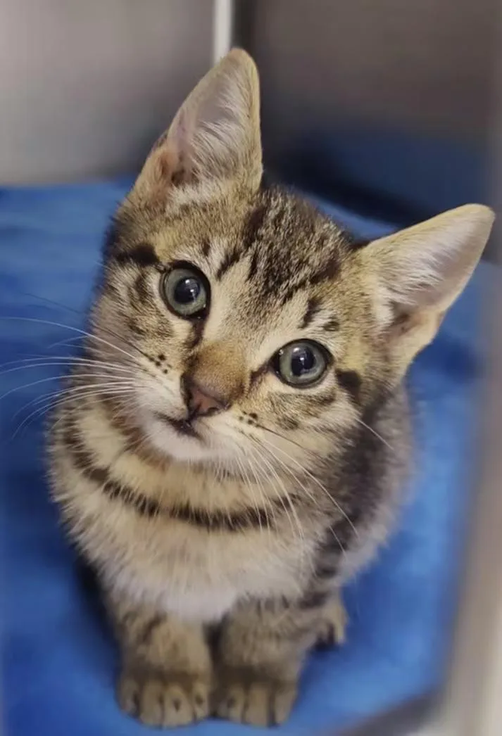A baby medium-sized male Tabby (Brown / Chocolate) Domestic Short Hair cat named Forest for adoption in Greensboro, NC