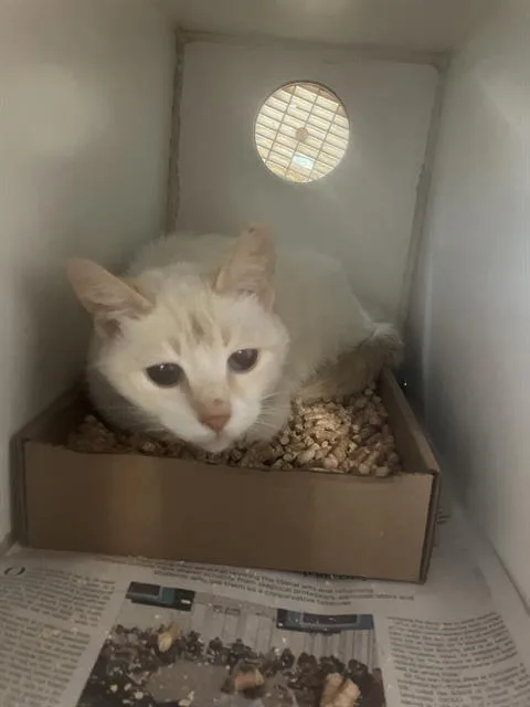 An adult medium-sized female Siamese cat named Gretel for adoption in Long Beach, CA