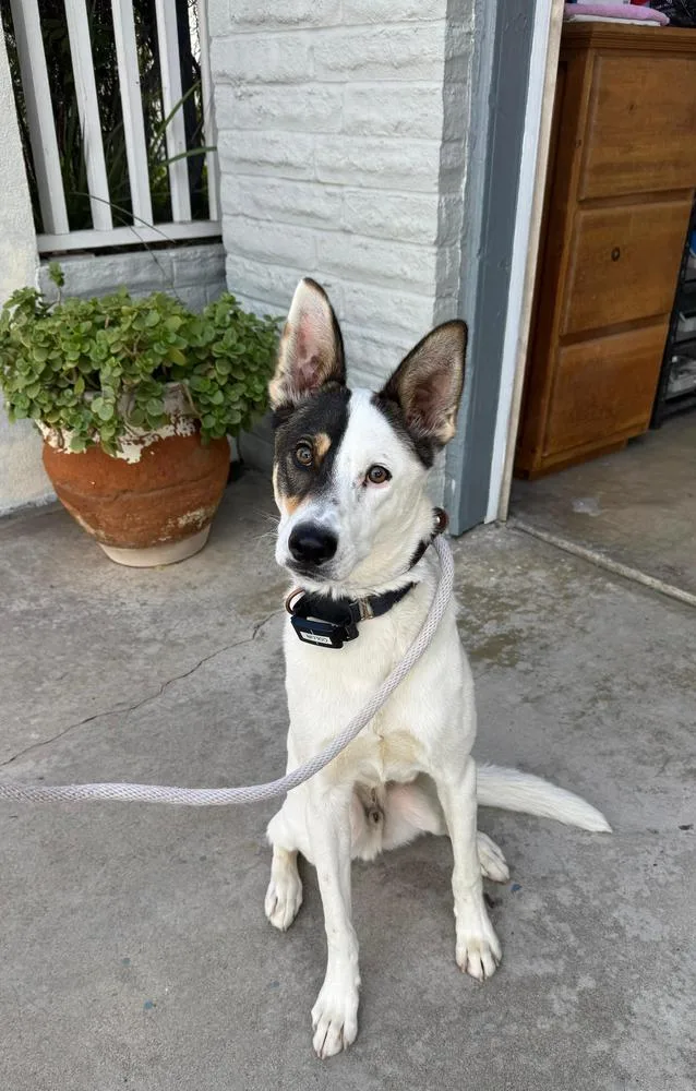 An adult medium-sized male Tricolor (Brown, Black, & White) Australian Kelpie dog named Collin for adoption in Jamul, CA