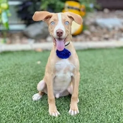 A baby medium-sized male Yellow / Tan / Blond / Fawn Foxhound dog named Blue for adoption in Southport, CT