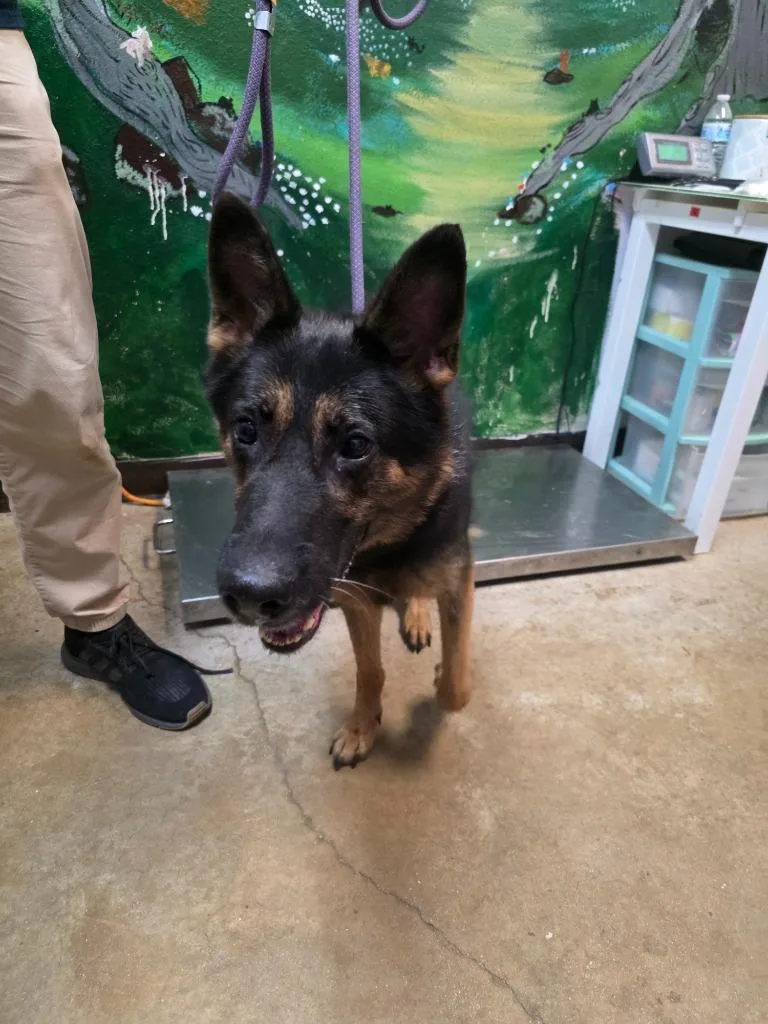 A senior large-sized female German Shepherd Dog dog named Cinder for adoption in New Braunfels, TX