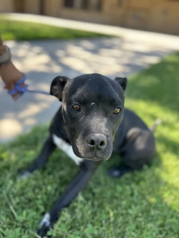 A baby large-sized female Pit Bull Terrier dog named Classy for adoption in Victorville, CA