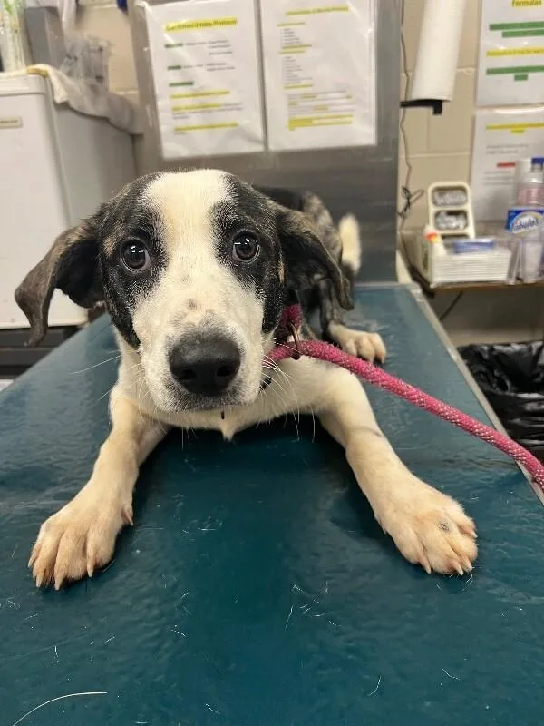 An adult medium-sized male Tricolor (Brown, Black, & White) Mixed Breed dog named Colt for adoption in Mobile, AL