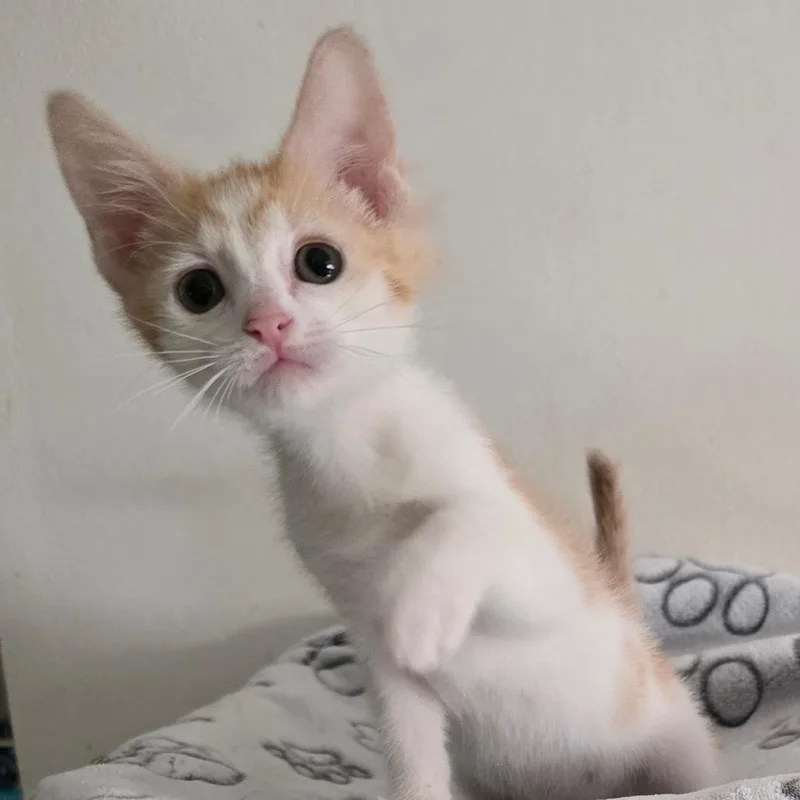 A baby small-sized female White Domestic Short Hair cat named Gemini for adoption in Jupiter, FL
