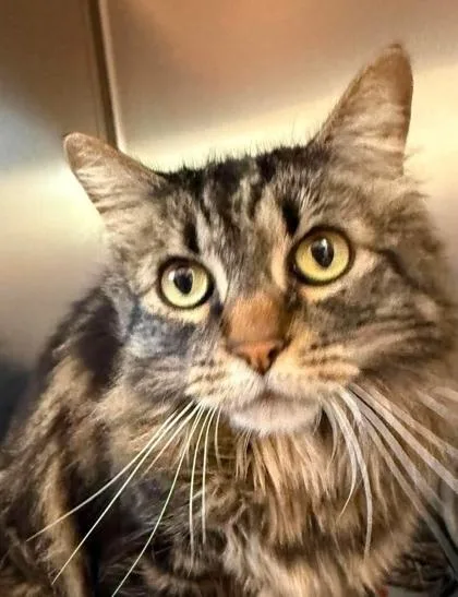 A senior medium-sized female Tabby (Brown / Chocolate) Domestic Medium Hair cat named Nova for adoption in Annapolis, MD