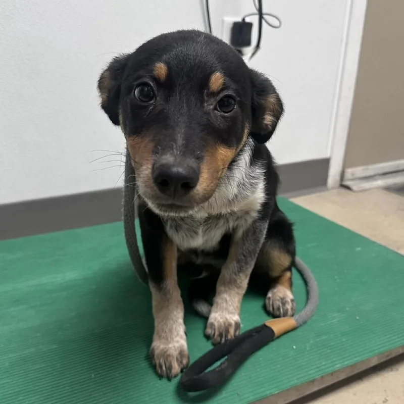 A baby small-sized male Black Australian Cattle Dog / Blue Heeler dog named Orange Julius for adoption in Pekin, IL