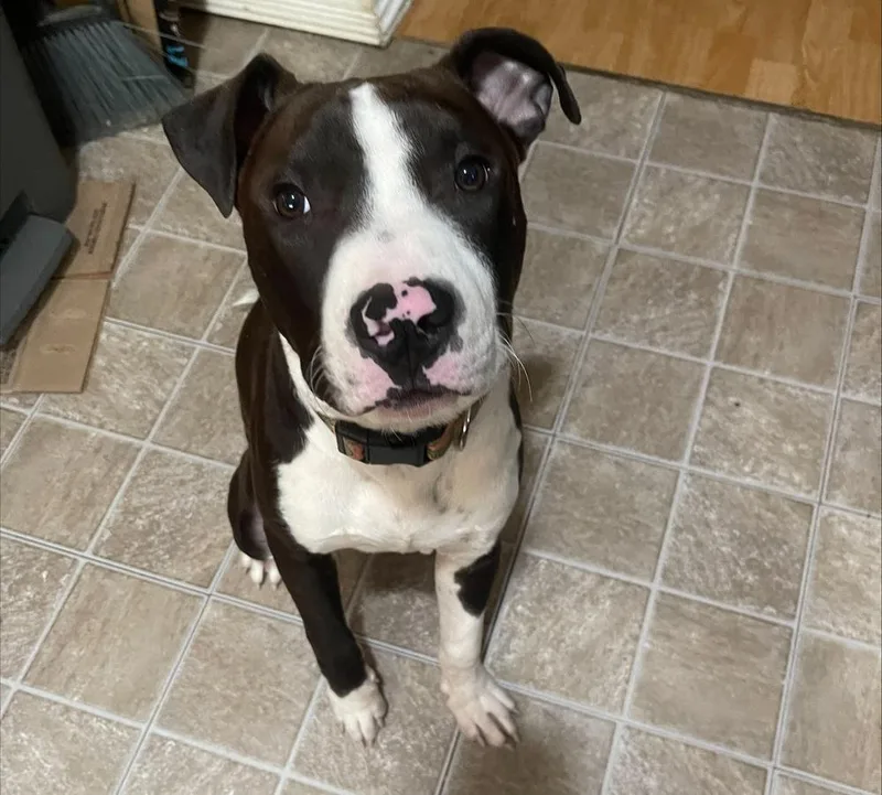 A young medium-sized male Tricolor (Brown, Black, & White) Pit Bull Terrier dog named Fry for adoption in Redlands, CA