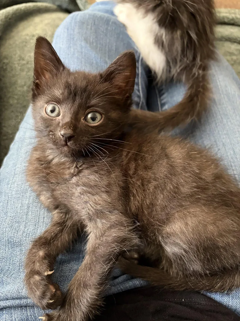 A baby medium-sized male Black Domestic Short Hair cat named Coach Beard for adoption in Trenton, NJ