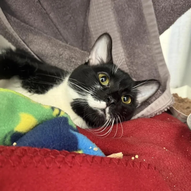 Everglade thumbnail 2