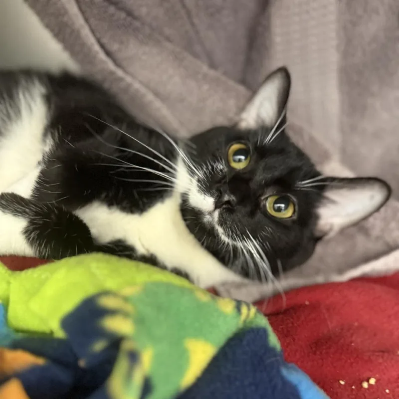 Everglade thumbnail 3