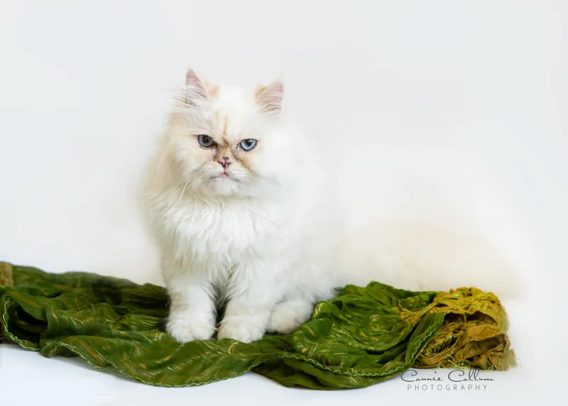 An adult medium-sized male Flame Point Himalayan cat named Toby for adoption in Homewood, AL