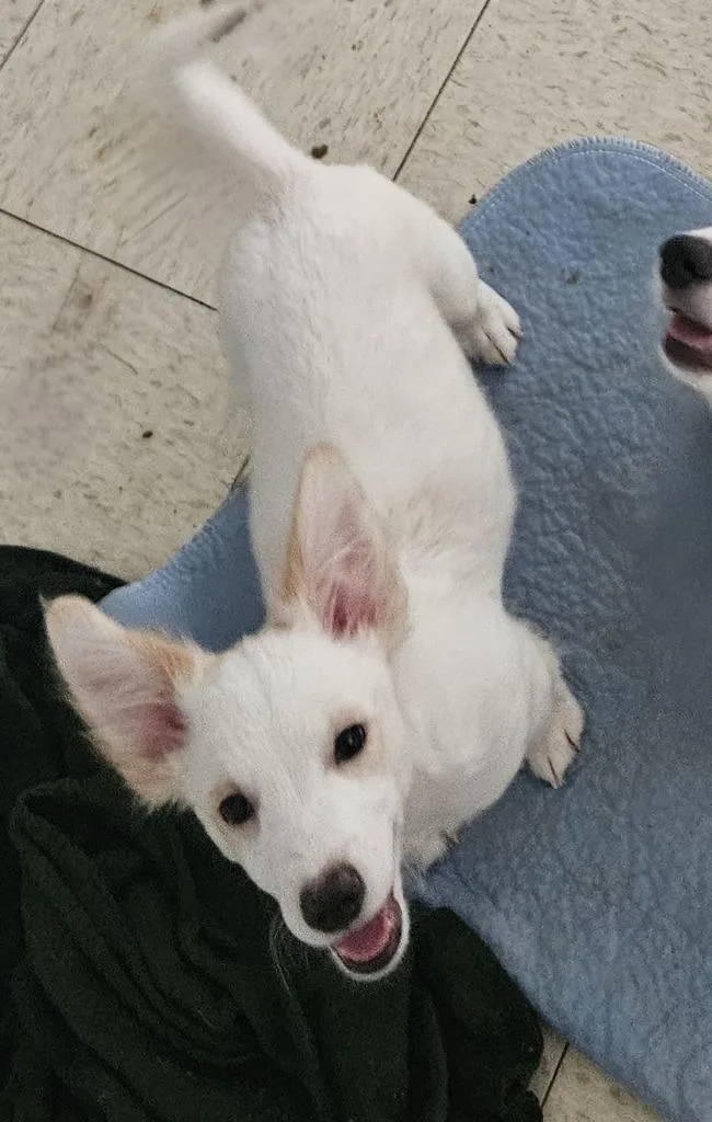 A baby small-sized male Terrier dog named Ross for adoption in Lemoore, CA