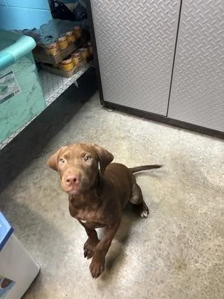 A baby large-sized male Labrador Retriever dog named Lindor for adoption in Paducah, KY