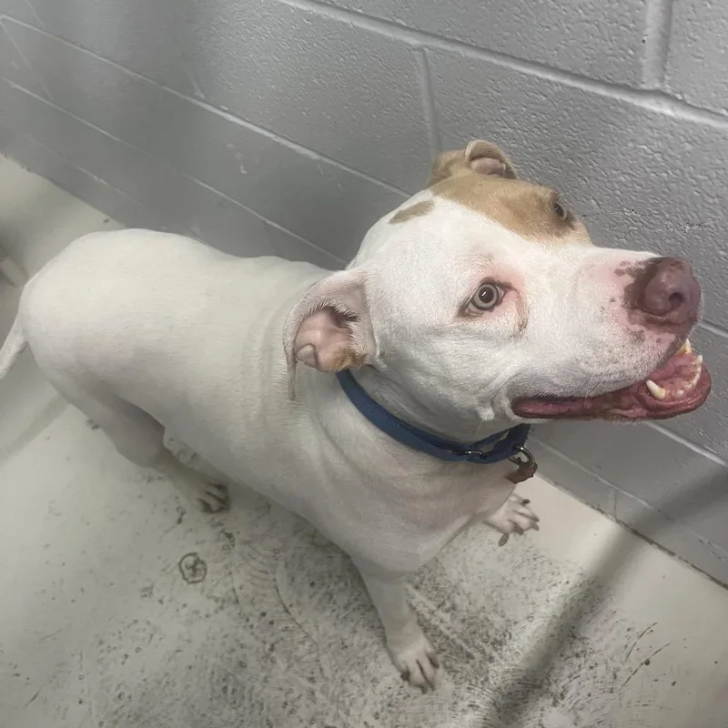 An adult large-sized male Brown / Chocolate Pit Bull Terrier dog named Oscar for adoption in Delaware, OH