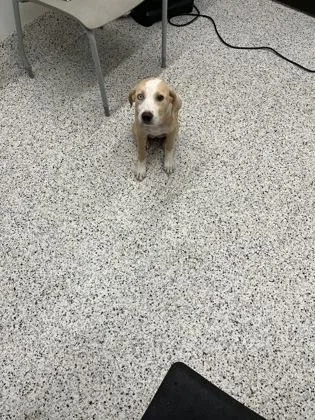 A baby small-sized female Mixed Breed dog named Vikki for adoption in Atlanta, GA
