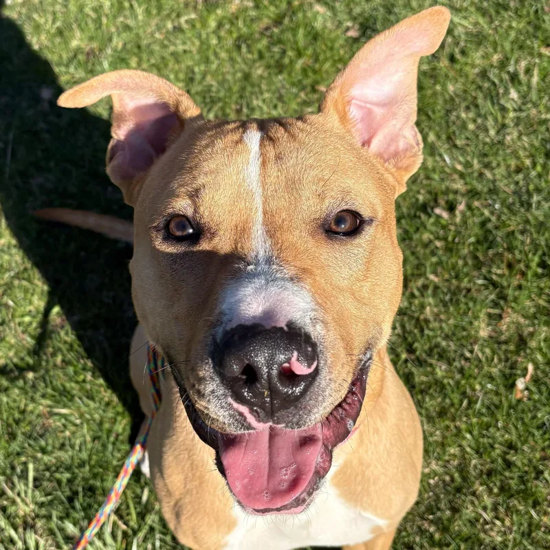 An adult medium-sized male Terrier dog named Milo for adoption in Jefferson, WI