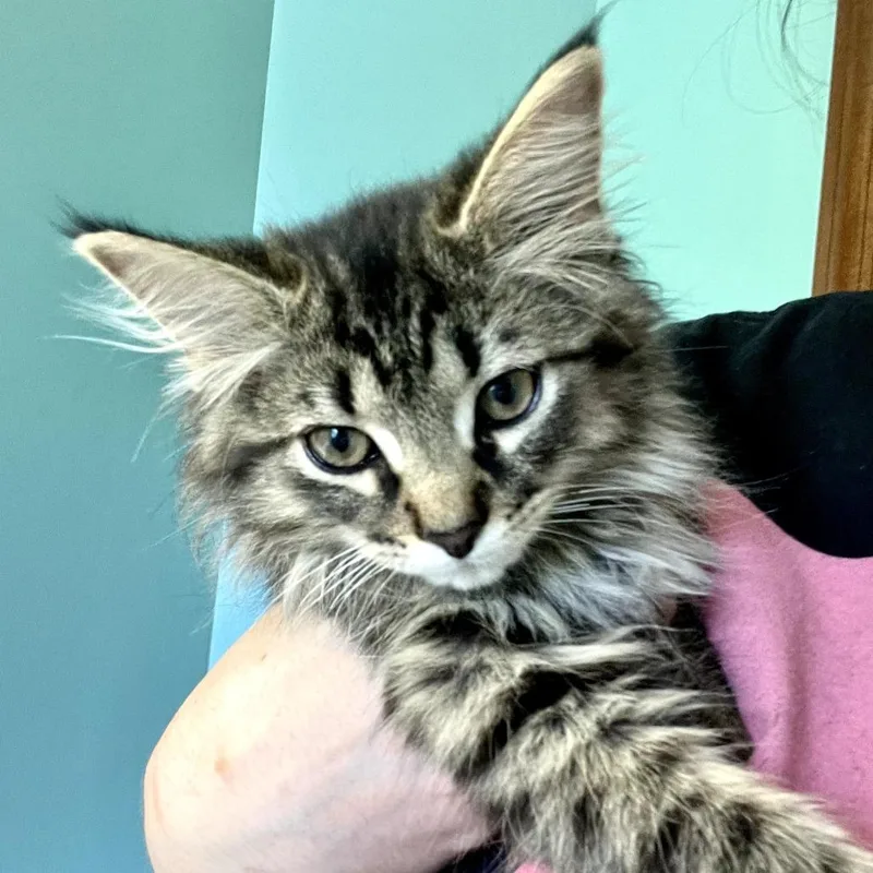 A baby small-sized male Brown / Chocolate Domestic Long Hair cat named Dumbbell for adoption in Delaware, OH