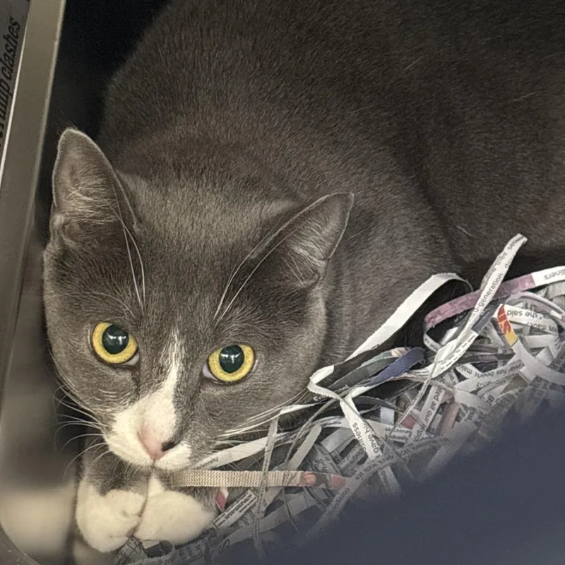 An adult small-sized female Gray / Blue / Silver Domestic Short Hair cat named Paula for adoption in Philadelphia, PA