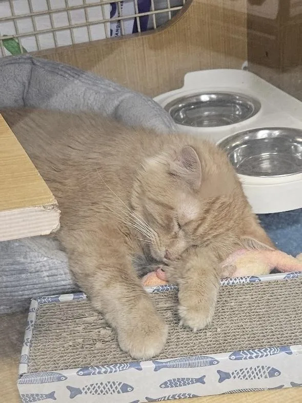 An adult medium-sized male Domestic Medium Hair cat named Chopper for adoption in Dallas, TX