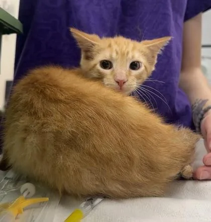 A baby small-sized male Domestic Short Hair cat named Chickasaw for adoption in Palm Coast, FL