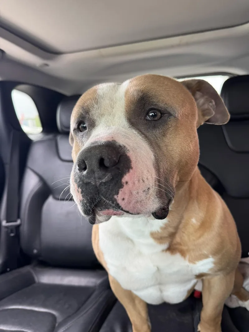 An adult medium-sized male American Bully dog named Chipmunk for adoption in Glenwood , IA