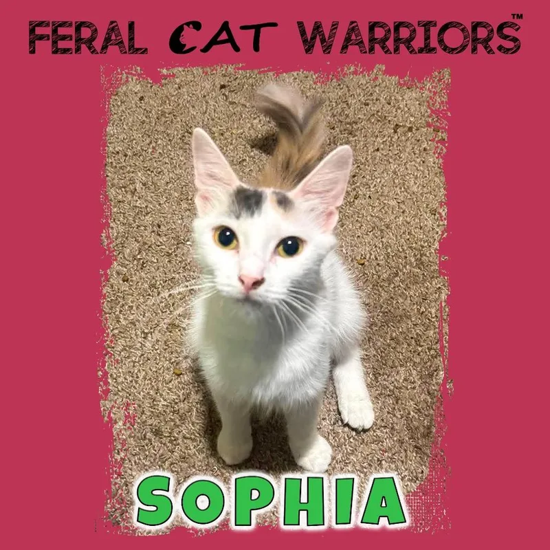 Sophia