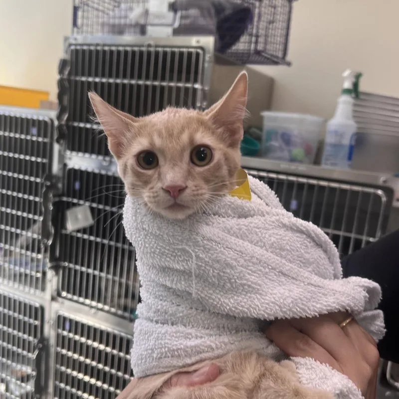 A baby small-sized male Buff / Tan / Fawn Domestic Short Hair cat named Mango for adoption in Las Vegas, NV