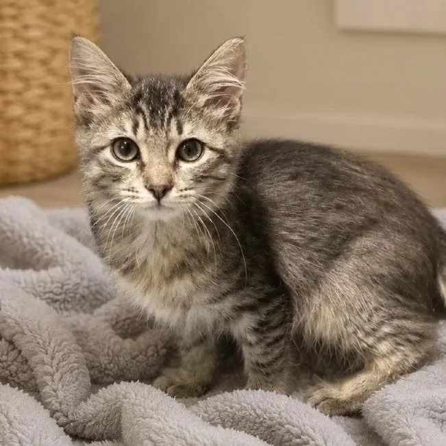 Pedro