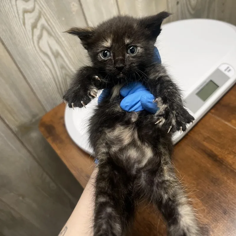 A baby small-sized female Black Domestic Short Hair cat named Dory for adoption in Spokane, WA