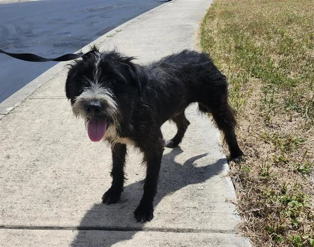 A young medium-sized male Scottish Terrier dog named Cheese Ball for adoption in San Antonio, TX