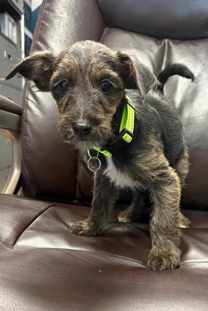 A baby medium-sized female Terrier dog named Tennessee for adoption in Reno, NV