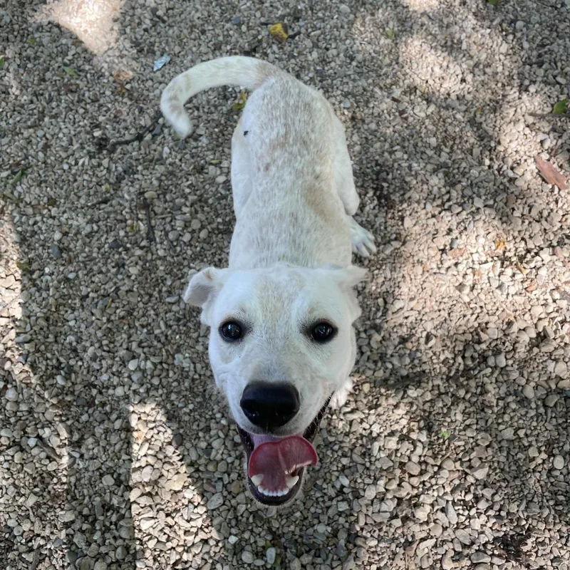 A young medium-sized male White / Cream English Pointer dog named Burton for adoption in Madison, WI