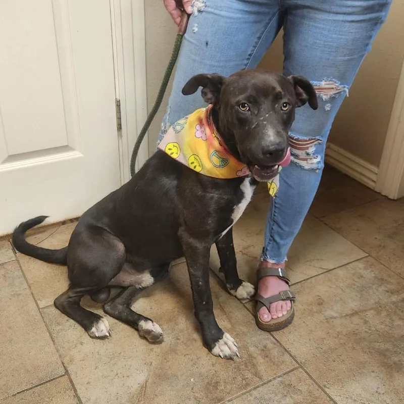 An adult medium-sized male Black Labrador Retriever dog named Hollis for adoption in Hackett, AR