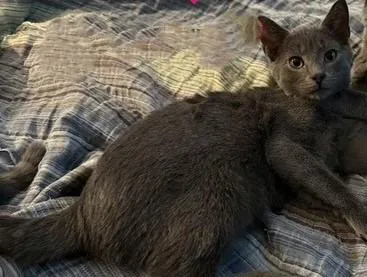 A baby medium-sized male Domestic Short Hair cat named Elderberry for adoption in Cumberland, ME