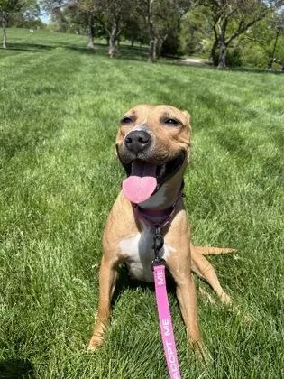 An adult large-sized female Yellow / Tan / Blond / Fawn Pit Bull Terrier dog named Yuzu for adoption in Kansas City, MO