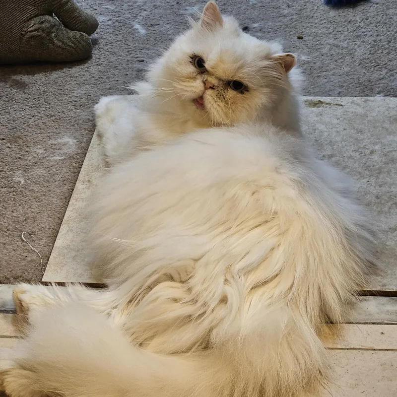 An adult medium-sized male White Persian cat named Sterling and Sadie for adoption in Orlando, FL