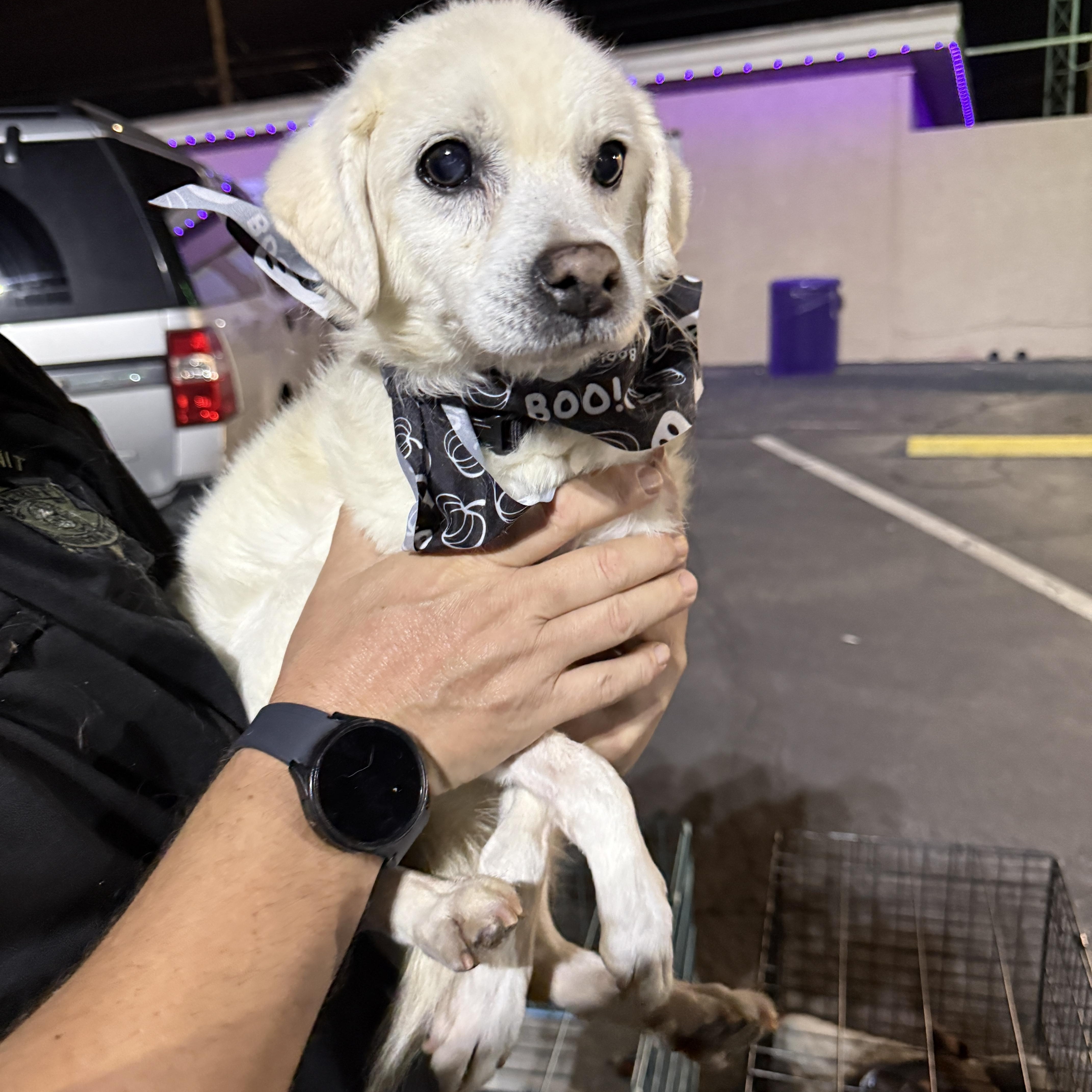A senior small-sized male Chihuahua dog named Ranger for adoption in Phoenix, AZ
