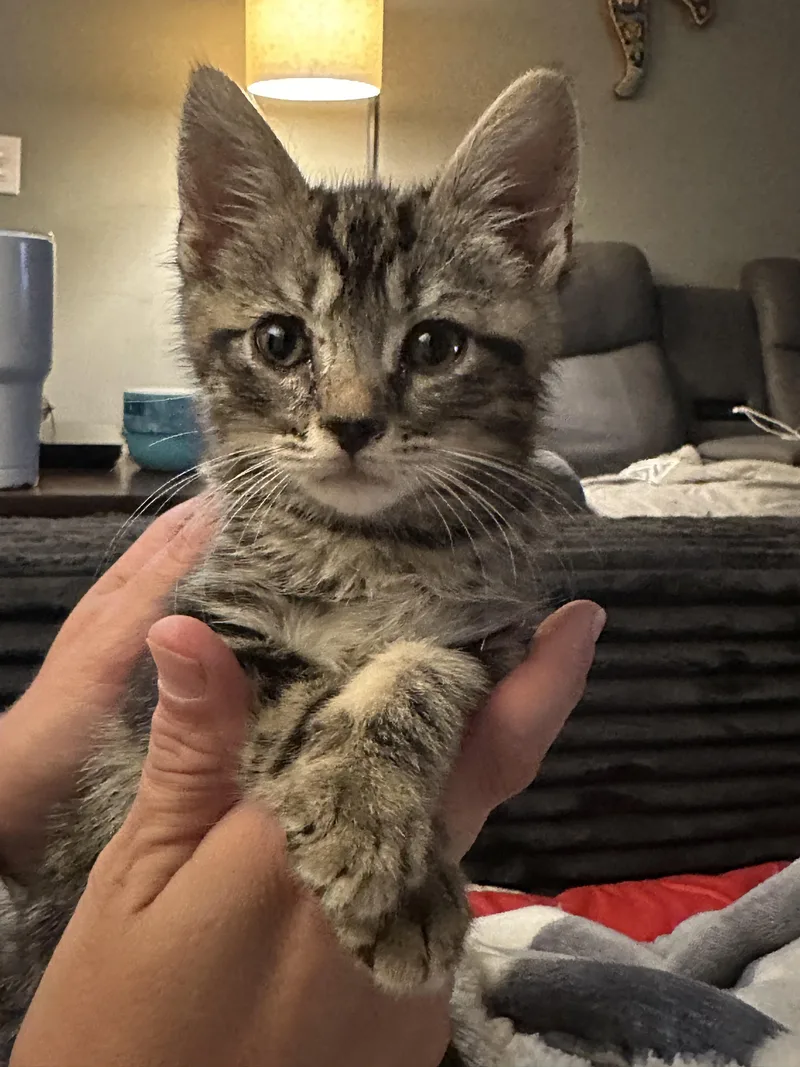 A baby small-sized male Domestic Short Hair cat named Mr. Bobinsky for adoption in Randolph, AL