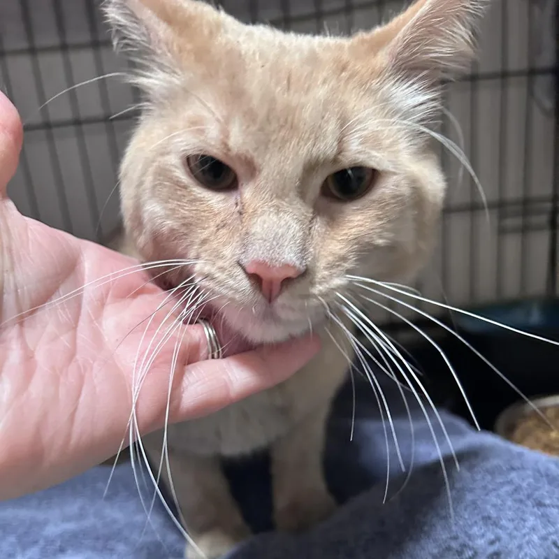 A young medium-sized male Orange / Red Domestic Medium Hair cat named Miltoncity Of Industry Location for adoption in Chino Hills, CA