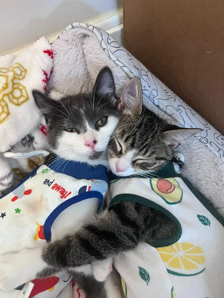 A baby small-sized male Domestic Short Hair cat named Oasis for adoption in Minneapolis, MN
