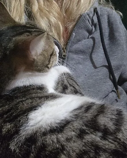 Landon.....huggy Bear Cat