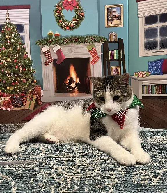 Landon.....huggy Bear Cat thumbnail 2