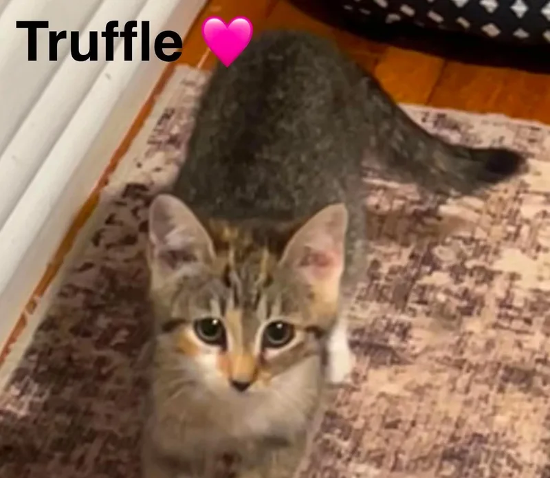A baby small-sized female Tabby (Gray / Blue / Silver) Tabby cat named Truffle for adoption in Beckley, WV