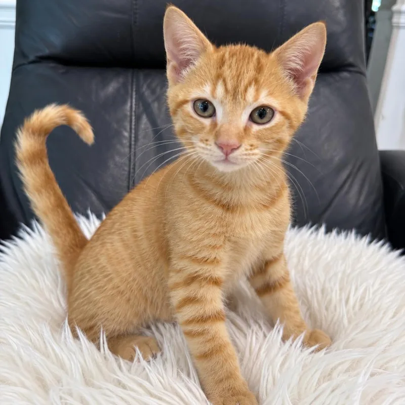 A baby small-sized male Orange / Red Domestic Short Hair cat named Rex for adoption in Roswell, GA