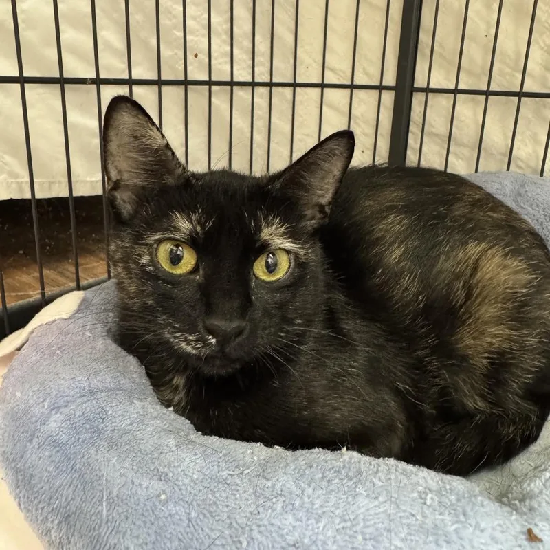 An adult medium-sized female Tortoiseshell Domestic Short Hair cat named Medusa for adoption in Mount Laurel, NJ