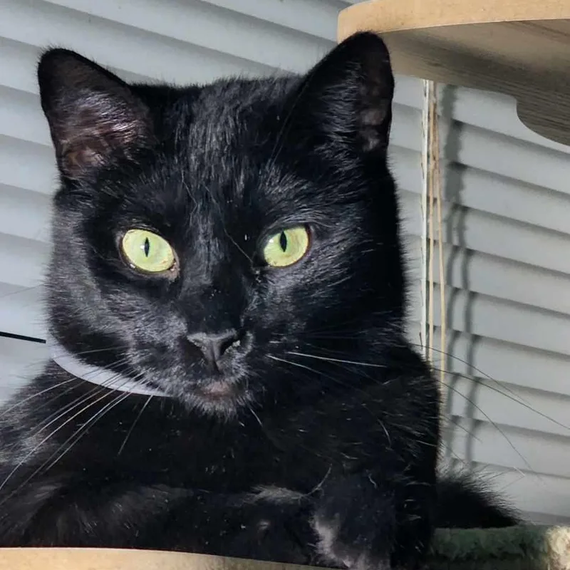 A young medium-sized female Black Domestic Short Hair cat named Bellatrix for adoption in Hawley, PA