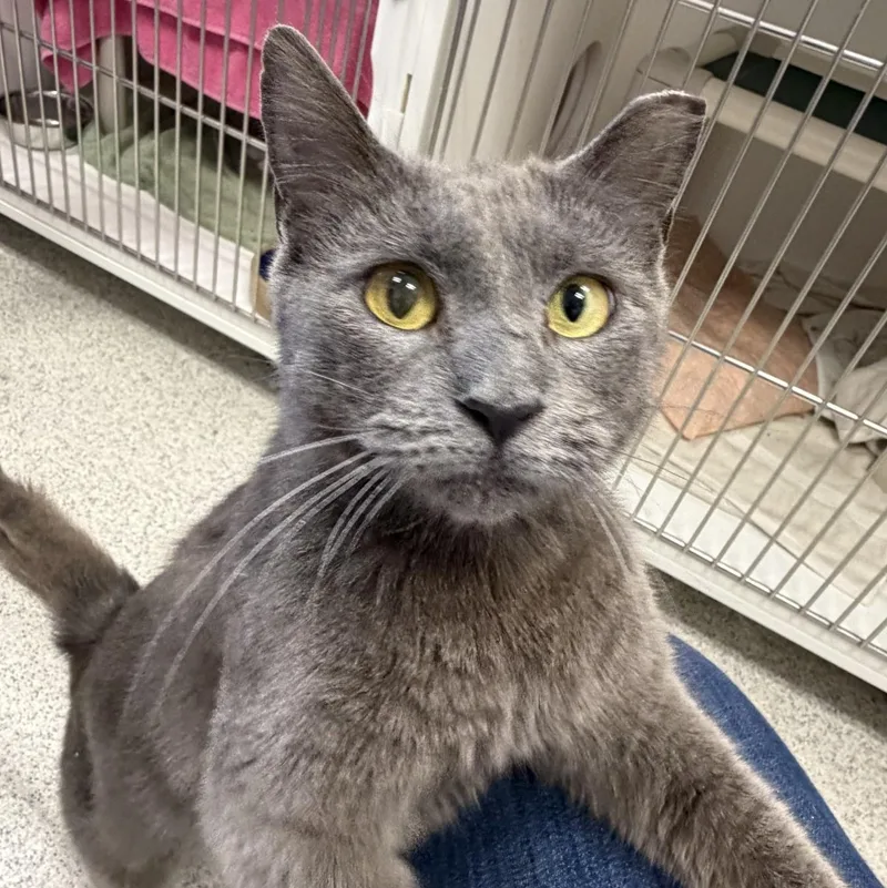 A young medium-sized female Gray / Blue / Silver Domestic Short Hair cat named Mokie for adoption in Cooperstown, NY