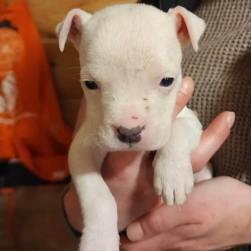 A baby small-sized male White / Cream Pit Bull Terrier dog named Cadbury for adoption in Northville, MI