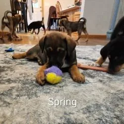 A baby large-sized female Brown / Chocolate Australian Shepherd dog named Spring for adoption in Delaware, OH